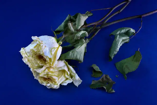 Photo of wilted rose on a dark background, death and loss concept