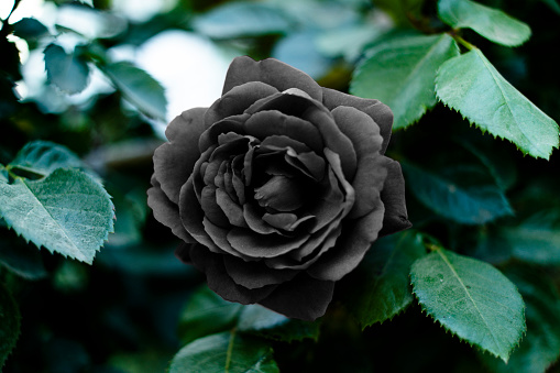 Flores Negras Hojas Verdes Color De Rosa Foto de stock y más banco de imágenes de Abstracto - Abstracto, Belleza, Blanco - Color - iStock Flores Negras Hojas Verdes Color De Rosa Foto de stock y más banco de imágenes de Abstracto - Abstracto, Belleza, Blanco - Color - iStock
