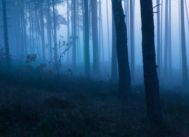 istock Dark mysterious foggy morning in leafy forest 1058052808