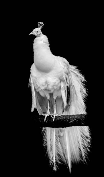 istock A white leucistic peacock perched on a branch with isolated black background 1058052956