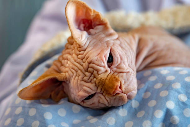 istock sphynx cat close up portrait 1058053050