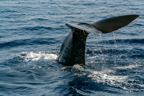 istock Sperm whale in the mediterranean sea tail detail 1058053928