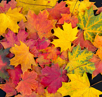 Fondo de hojas de otoño. Hojas de arce brillante photo