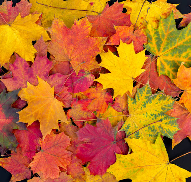 fundo de folhas de outono. folhas de maple brilhante - folhagem matizada - fotografias e filmes do acervo
