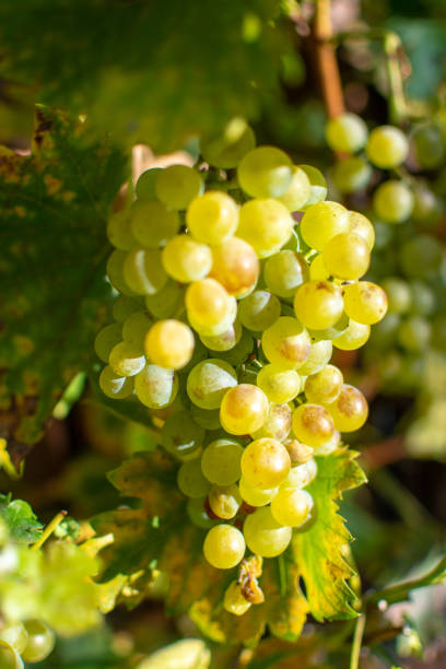istock New harvest of white wine grape riesling 1058054110