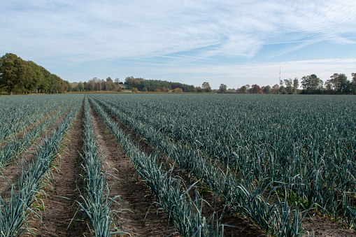 Field with growing leek onion plants, autums season on farms in Netherlands