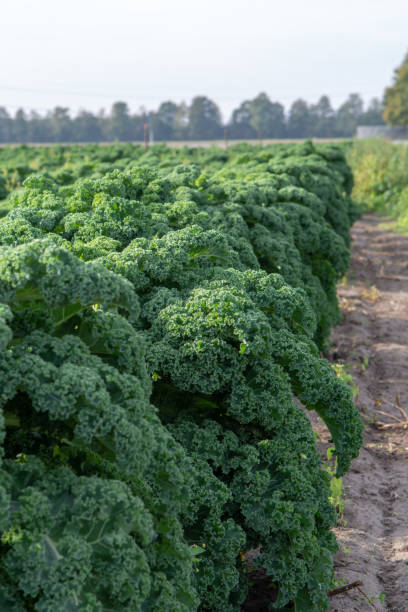 istock Green ripe kale or curly leaf cabbage growing on farm field, ready to harvest 1058054194