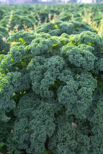 istock Green ripe kale or curly leaf cabbage growing on farm field, ready to harvest 1058054196