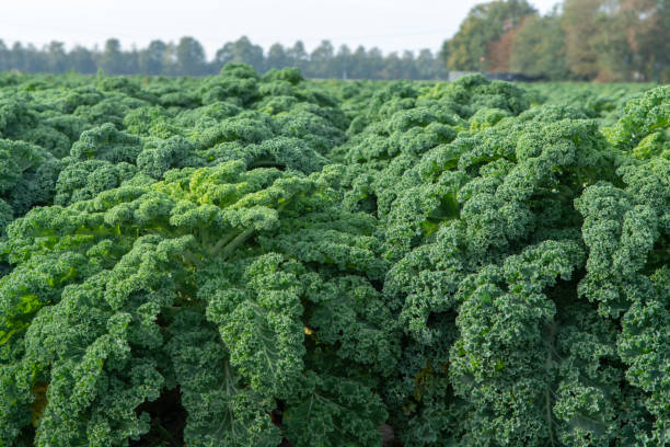 istock Green ripe kale or curly leaf cabbage growing on farm field, ready to harvest 1058054214