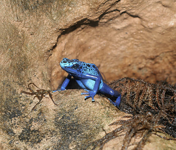 푸른독개구리 - blue poison arrow frog 뉴스 사진 이미지