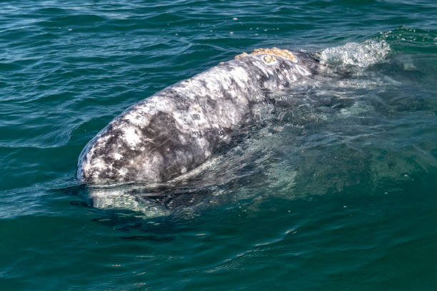 istock baby grey whale nose at sunset in pacific ocean 1058056244