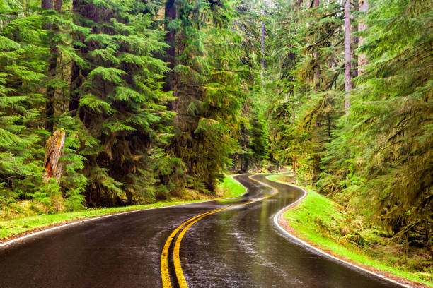 wet winding road through a lush green forest in the pacific northwest - twisty road imagens e fotografias de stock