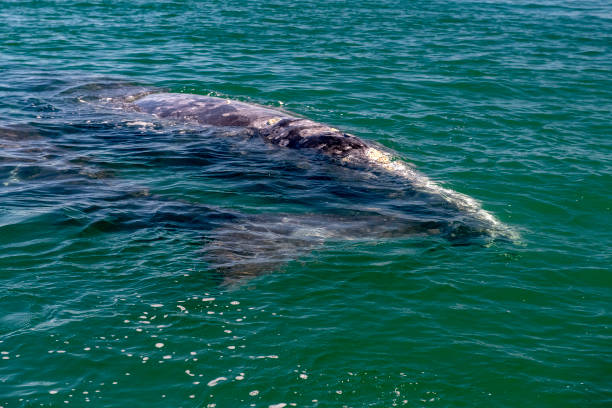istock baby grey whale nose at sunset in pacific ocean 1058056454
