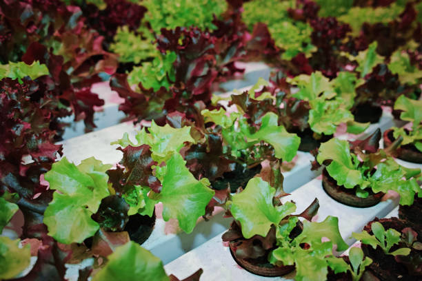 istock Industrial cultivation of green butterhead and oak bio lettuce uses hydroponics methode 1058057964