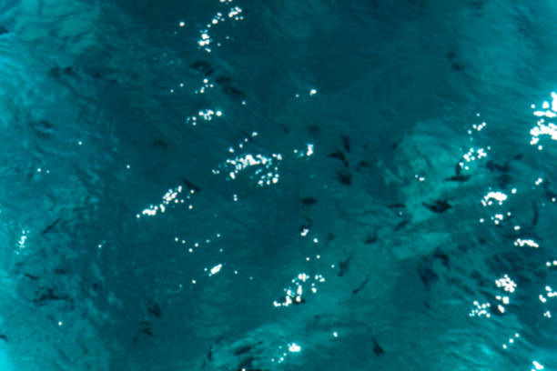 istock Beautiful blue sea transparent surface with fish. Oceanic fish theme for background. Stock photo for tourist design 1058058068