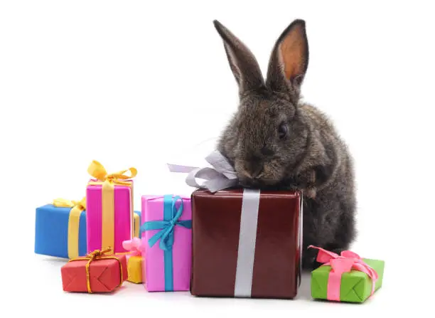 Photo of One brown rabbit with gifts.