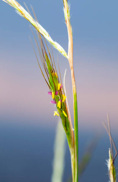 istock Poaceae in bloom - Bromus vulgaris? 1058060064