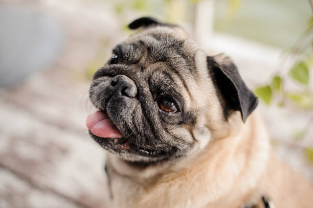 istock Cute pug with opened mouth and long tongue sitting on blurred background 1058060262