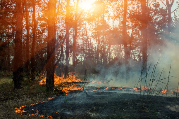 istock Forest fire. fallen tree is burned to the ground a lot of smoke when wildfire 1058060752