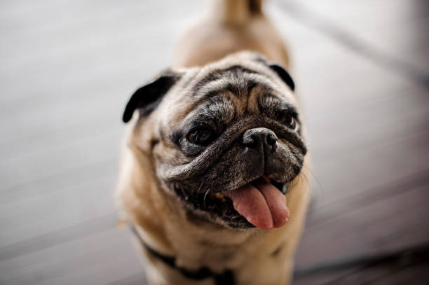 istock Pug with opened mouth and long tongue sitting on blurred background 1058061400