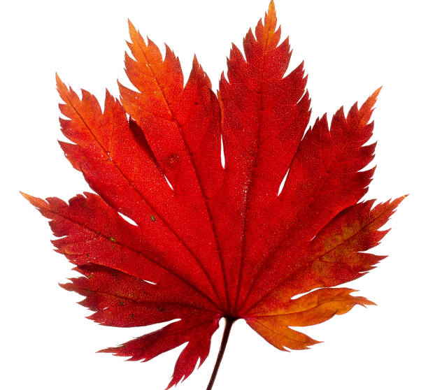 istock Yellow sheet of Japanese maple on a white background 1058062924