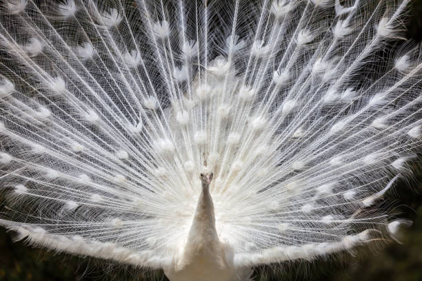 A white leucistic peacock with fanned feathers on display for mating