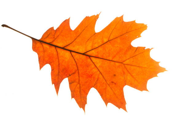 istock Yellow autumn leaf oak isolated on white background 1058063262
