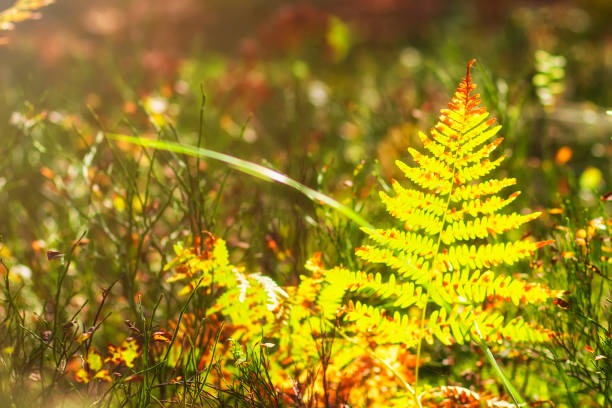 Herbs. Forest plants. Autumn nature background. Herbal