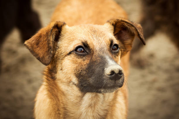 istock brown dog animal portrait 1058067916