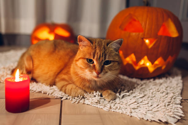 istock Halloween celebration. Red cat sitting by carved pumpkins on kitchen. Jack-o-lantern. 1058072138