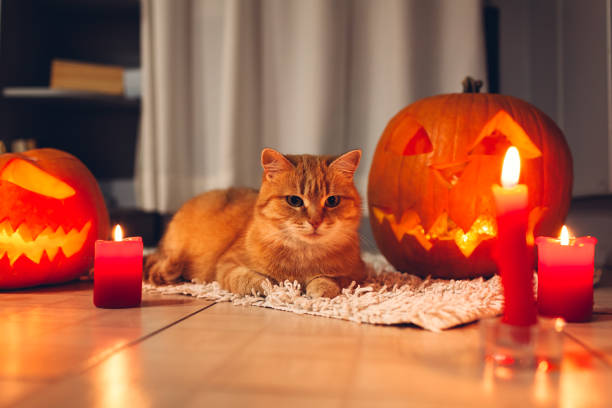 istock Halloween celebration. Red cat sitting by carved pumpkins on kitchen. Jack-o-lantern. 1058072162