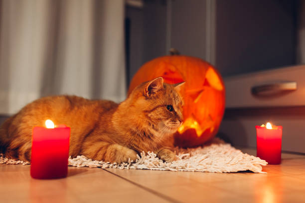 istock Halloween celebration. Red cat sitting by carved pumpkins on kitchen. Jack-o-lantern. 1058072166