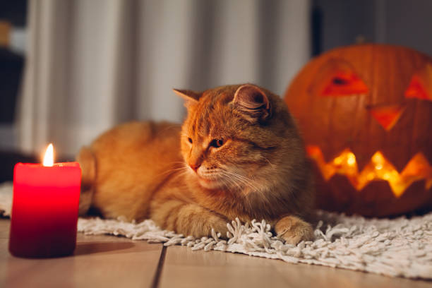 istock Halloween celebration. Red cat sitting by carved pumpkins on kitchen. Jack-o-lantern. 1058072192