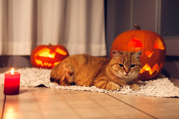 istock Halloween celebration. Red cat sitting by carved pumpkins on kitchen. Jack-o-lantern. 1058072206