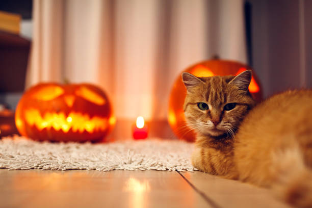 istock Halloween celebration. Red cat sitting by carved pumpkins on kitchen. Jack-o-lantern. 1058072208