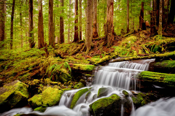 una piccola cascata che scorre vicino a sol duc falls, olympic national forest, stato di washington, usa - olympic peninsula foto e immagini stock