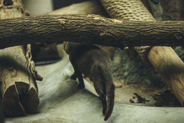 istock Puma yagouaroundi zoo 1058072588