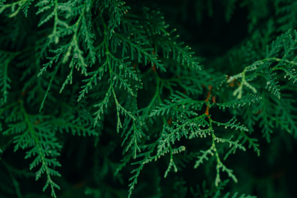 istock Green branches of thuja 1058072744
