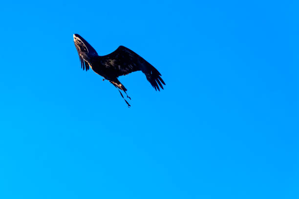 młody łysy orzeł (haliaeetus leucocephalus) znany również jako orzeł białogłowy lub białoogoniasty, orzeł morski lub orzeł amerykański - white headed eagle zdjęcia i obrazy z banku zdjęć