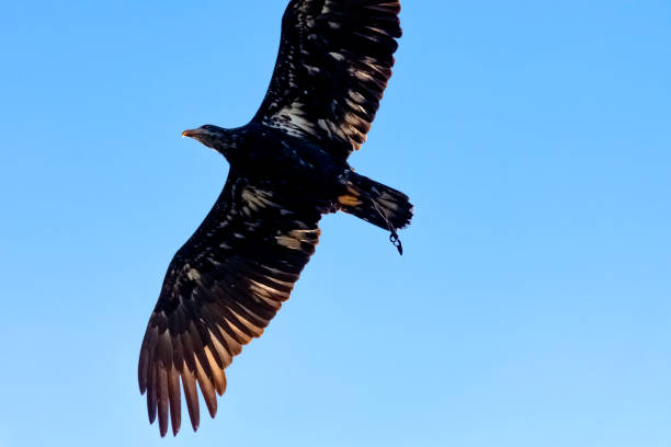 młody łysy orzeł (haliaeetus leucocephalus) znany również jako orzeł białogłowy lub białoogoniasty, orzeł morski lub orzeł amerykański - white headed eagle zdjęcia i obrazy z banku zdjęć