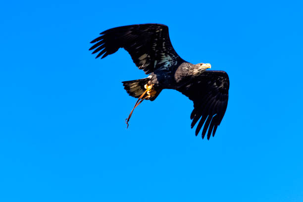 молодой лысый орел (haliaeetus leucocephalus), также известный как белоголовый или белохвостый орел, морской орел или американский орел - white headed eagle стоковые фото и изображения