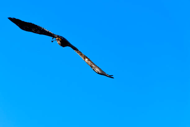 молодой лысый орел (haliaeetus leucocephalus), также известный как белоголовый или белохвостый орел, морской орел или американский орел - white headed eagle стоковые фото и изображения