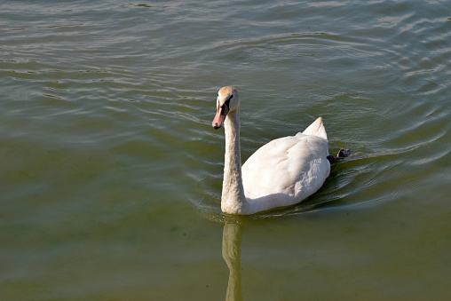 One swan swim down the river
