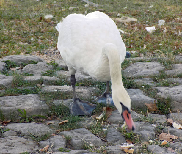 istock Swan eat bread on the dock, while pigeons wait for crumbs 1058078980