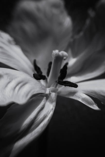 istock Monochrome Beautiful tulip closed up. Modern art, poster for interior design 1058080114