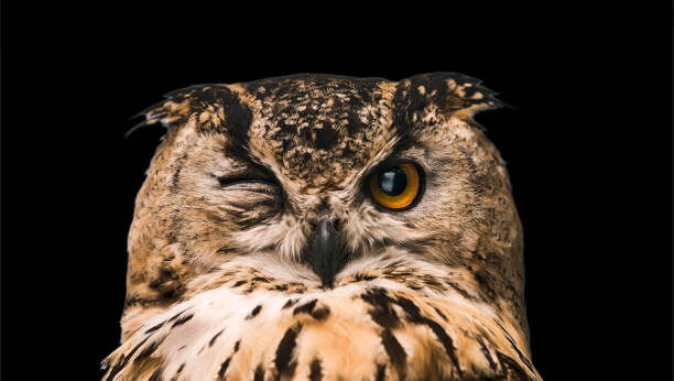 istock The horned owl with one open eye. Isolated on a black background 1058082658
