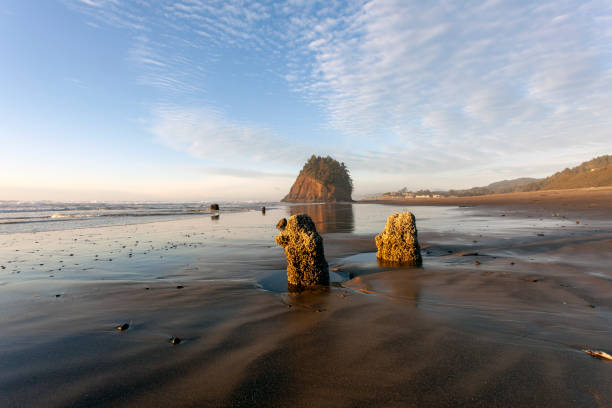 istock Neskowin Ghost Forest on the Oregon coast 1058082916