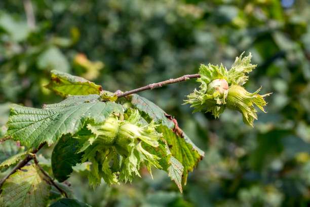 istock Fresh green hazelnuts are growing on the tree, Turkey / Ordu 1058084210