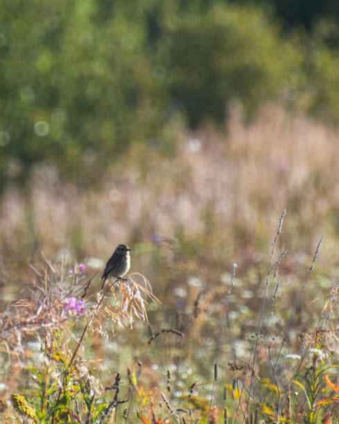 istock Sparrow on a branch of grass 1058084236