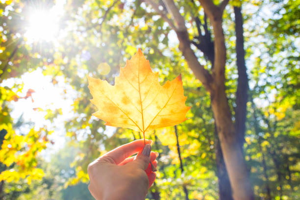 istock Autumn leaf in a woman hand under the sun 1058084838